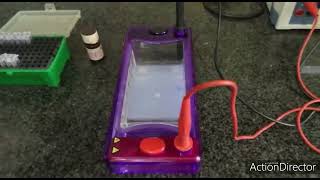 Gel electrophoresis procedure explained  agarose gel electrophoresis of DNA [upl. by Ordnaxela]