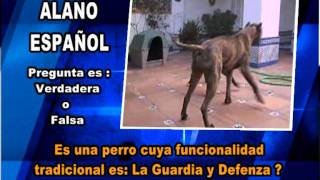 Programa Vida de Perros  Raza Alano Español [upl. by Rabma130]