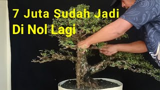 Beli Bonsai 7 Juta Sudah Jadi Di Nolkan [upl. by Tesil]