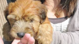 Waldo the Wheaten Terrier [upl. by Airdnoed452]