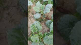 Cauliflower🌱 🥦plantsphoolgobhihomegardenshorts [upl. by Nosnirb]