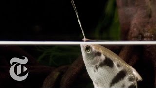 A Fish That Spits With Perfect Aim Archerfish in Action  ScienceTake  The New York Times [upl. by Ydospahr]