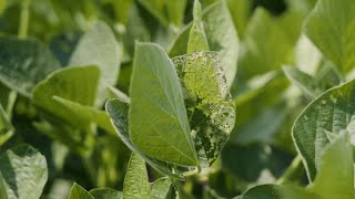 Insect Management During Critical Soybean Growth Stages [upl. by Attirehs]