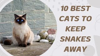 10 Best Cats To Keep Snakes Away [upl. by Caia975]