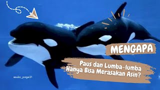 Mengapa Paus dan Lumba lumba Hanya Bisa Merasakan Asin [upl. by Eedak425]