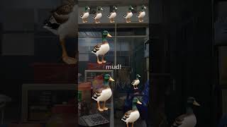 Ducks Big Find Hidden Treasure in the Pond 🦆💰 YouTubeShorts birds duckadventure [upl. by Minnnie]