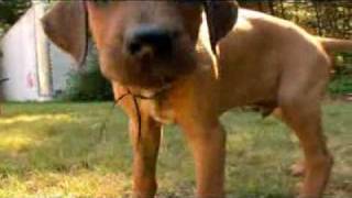 Rhodesian Ridgeback Video Animal Planet [upl. by Mansfield]