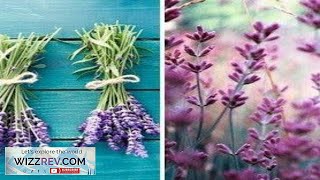 English Lavender Herb Seeds Grow Organic Lavender Now – Seeds Review [upl. by Betthel]