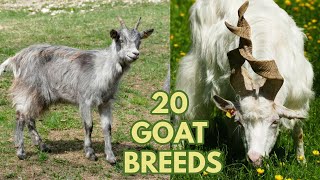 20 Beautiful Goat Breeds  Girgentana Valais Saanen Pygmy Feral Cashmere Toggenburg Goats [upl. by Shaer]