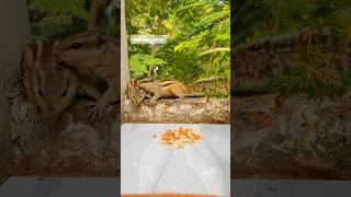 Squirrels Food Fight Friendship in Sight🥜🐿🐿 gilhari viralvideo [upl. by Lucier939]