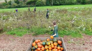 🎃 Noahs Ark Zoo Harvests Thousands of Pumpkins 🎃 [upl. by Annoirb939]