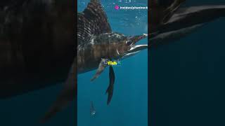 Sailfish The Oceans Speed Demon [upl. by Veator]