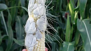 Huitlacoche en maíz🌽🌽maiz elotes [upl. by Aneej]