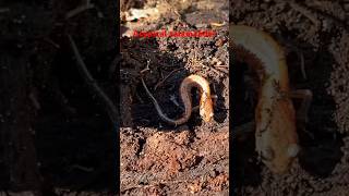 Finding an atypical erythristic eastern red backed salamander dayhikingandherpingdudes [upl. by Chud]