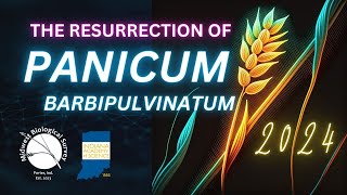 Resurrection of Panicum barbipulvinatum  2024 IAS Presentation [upl. by Lynett472]