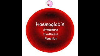 Part 3 Haemoglobin  Structure Synthesis Types and Function [upl. by Shela286]