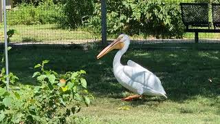 American white pelican [upl. by Stormie]