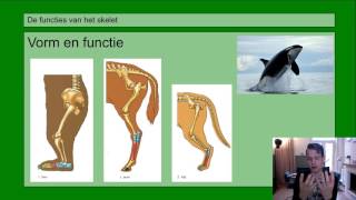 Basisstof 2 Functies van het skelet [upl. by Byrle277]