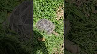 Aldabra Tortoise Growing Super Fast [upl. by Elodia714]