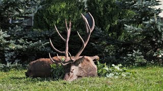 Alter Sechzehnender erlegt  Jagd zur Hirschbrunft in Polen  Masuren [upl. by Ontine]