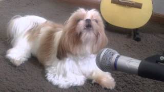 Shihtzu cantando [upl. by Trab]