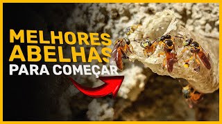 Qual é a MELHOR ABELHA sem ferrão para COMEÇAR 🐝 [upl. by Ahsekar]