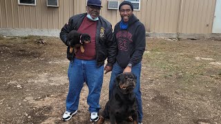 The Johnson family drove down for not 1 but 2 puppies see what happens [upl. by Dlared]