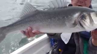 Bass fishing in Clonakilty bay [upl. by Lotson]