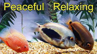 Uaru cichlid Severum cichlid peaceful relaxing sleep [upl. by Nibroc219]