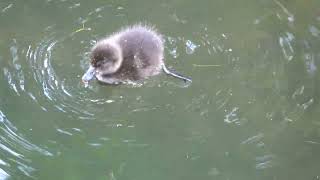 Tufted ducklings diving [upl. by Cheung]