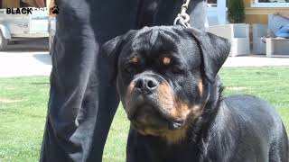 Most dangerous rottweiler attack [upl. by Hajan]