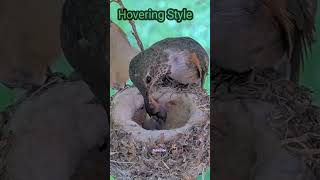 animals video trending reels 👍 [upl. by Gitt266]