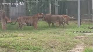 Tiger vs Lion  How Male Lions act around Large Male Tigers [upl. by Anaert803]