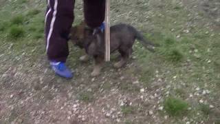 CHIOT BERGER ALLEMAND GRIS [upl. by Morocco]