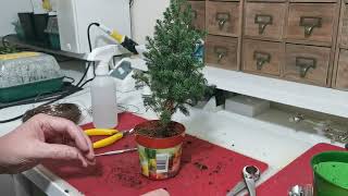 09  How To Bonsai a Chamaecyparis Top Point False Cypress Dec 2022 [upl. by Pond88]