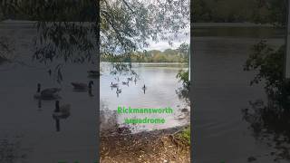 Just normal day  in Rickmansworth Aquadrome ducks and swan [upl. by Aihn]