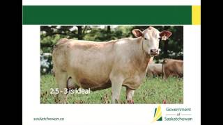 How to improve weaning weights conception rates and calf health [upl. by Laon]