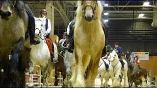 Les 9 races de chevaux de trait français au Salon International de l’Agriculture de Paris 2017 [upl. by Segroeg]