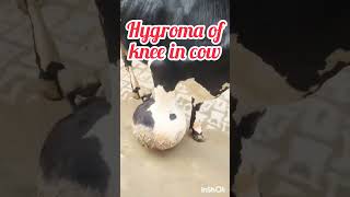 hygroma of knee in cattle video cow shortsviral dream animals shortvideos viral viralvideos [upl. by Jimmie]