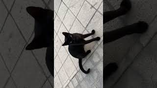 Another black cat meme memes humor xd floppa [upl. by Yracaz]