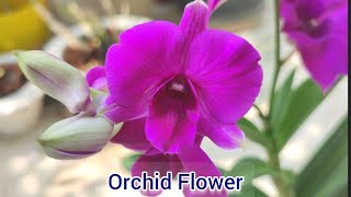 Colorful Orchid Flower [upl. by Enalda768]