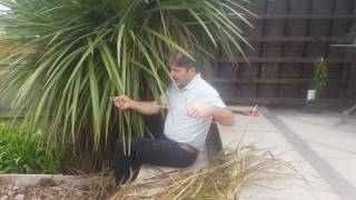 How To Prune a Cordyline Australis Like a Pro [upl. by Coltson]