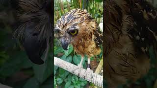 Burung hantu ❗ Buffy fish owl 🦉🍴🐁 memeabsurd lucu suaraburunghantu [upl. by Yanat]