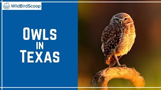 Owls In Texas 17 Species That You MustSee In This State [upl. by Gupta]