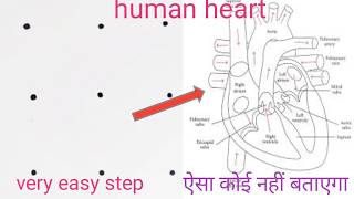 Human heart diagram class10  human heart  human heart diagram  heart structure [upl. by Josselyn]