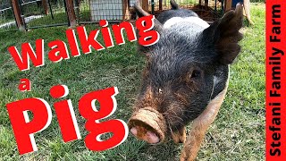 How to Train Your Pig To Walk For a Show [upl. by Lehacim]