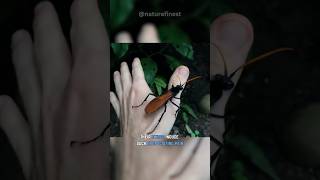 Tarantula Hawk  Ultimate Tarantula Predator [upl. by Dinse]