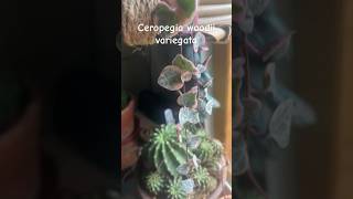 Ceropegia woodii variegata succulent houseplants plant indoorplants [upl. by Sender970]