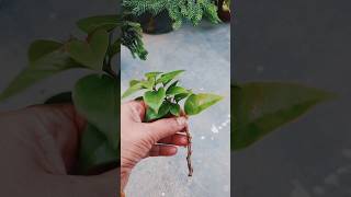 Growing bougainvillea plant from cutting propagation bougambilia subscribe shortsfeed [upl. by Toulon166]