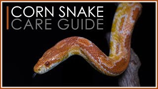 Complete Corn Snake Care Guide  2018 Edition [upl. by Rudman772]